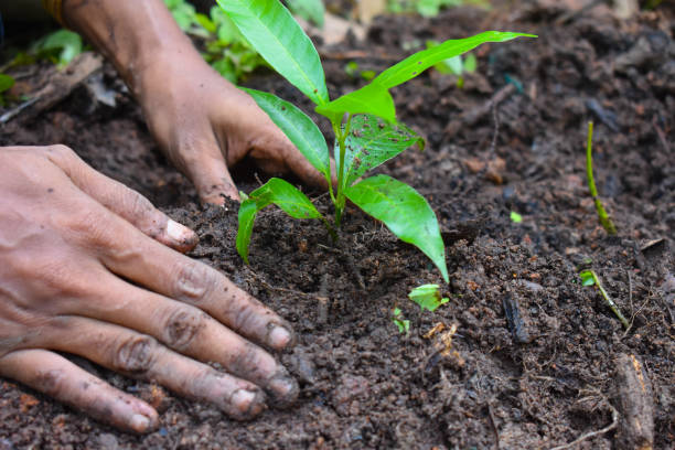 a plant being planted photography. selective focus. shallow depth of field.
